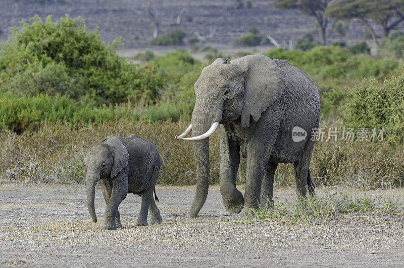 非洲丛林象或非洲草原象(Loxodonta africana)是两种非洲象中较大的一种。肯尼亚安博塞利国家公园。一群或一群非洲象在尘土飞扬的干燥地区行走。